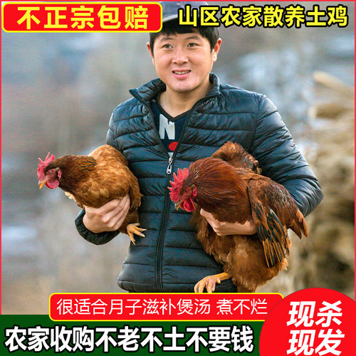 甘肃活体整只新鲜老母鸡
