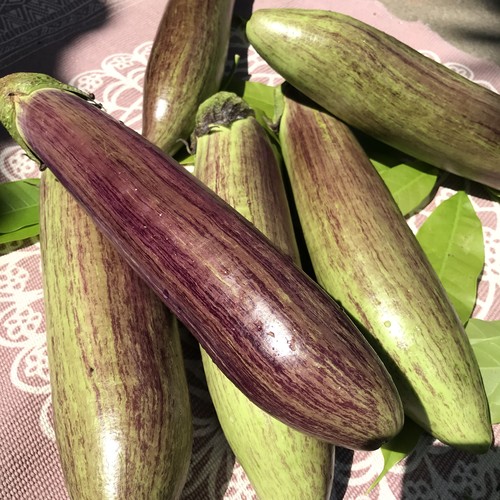 云南糯米冰川茄新鲜现发