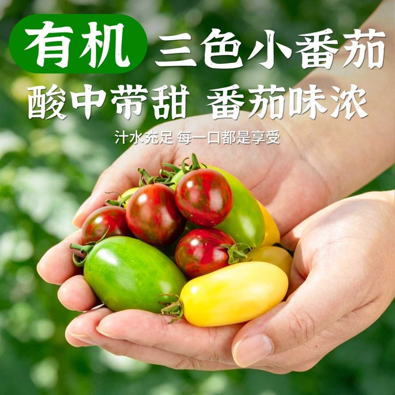 新疆直发新疆有机三色多彩小番茄圣女果酸甜多汁低卡应季蔬果