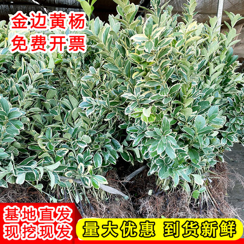 金边黄杨庭院绿篱色块