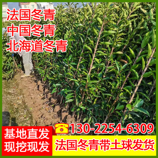 法国冬青树苗四季常青篱笆墙绿篱围栏北海道黄杨珊瑚树苗绿化植物