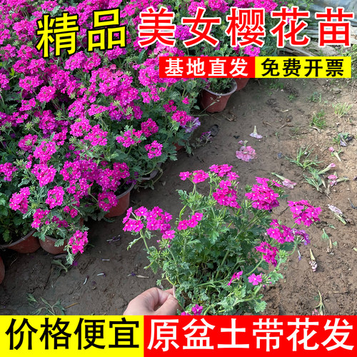 美女樱花苗盆栽花卉花量大花期长开花不断庭院易活耐热耐寒花