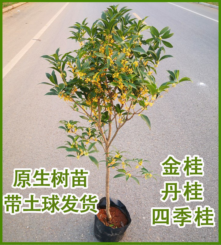 桂花树苗四季桂大型浓香花卉八月桂庭院原生高杆金桂丹桂地栽盆栽