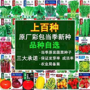 四季 蔬菜种子香菜菠菜青菜葱油麦菜白菜萝卜籽黄瓜南方生菜籽种孑