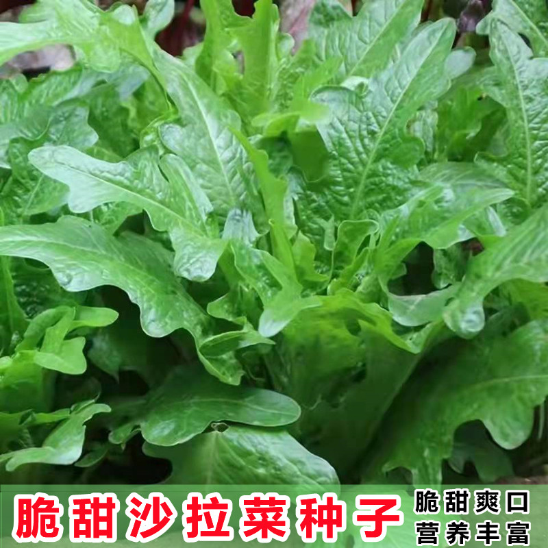 脆甜沙拉菜种子花丫甜唛菜花芽甜麦菜种子四季种植蔬菜种子叶类菜,鲜花速递/花卉仿真/绿植园艺,家庭园艺种子,淘宝优惠券,粉丝福利购,淘宝优惠卷