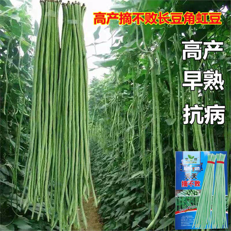 特长豆角种子绿长豇豆种子四季豆家庭园艺种子