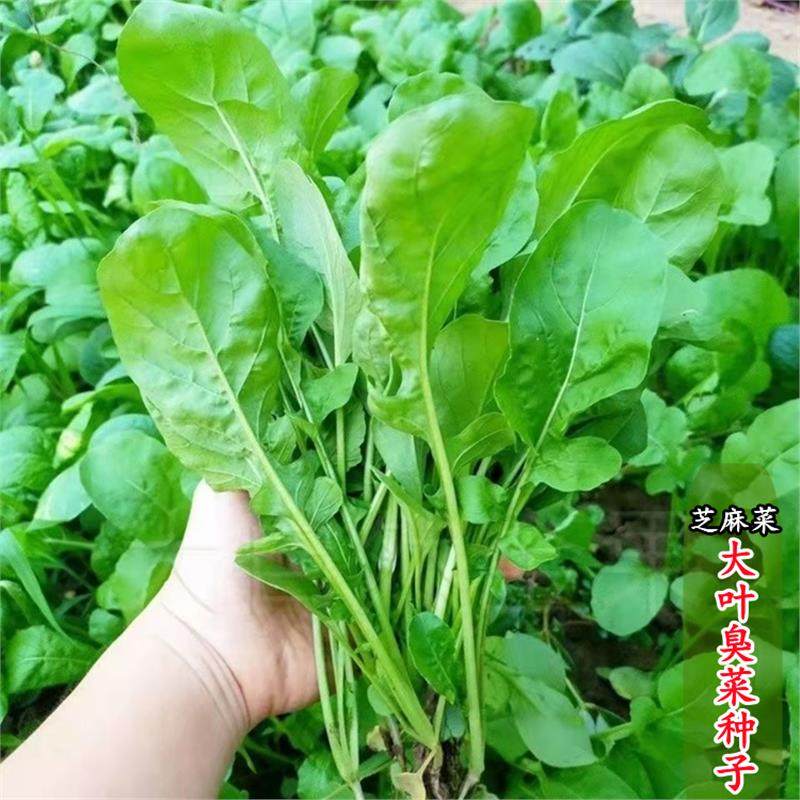 大叶臭菜种籽春夏秋季芝麻菜籽蘸酱野菜种子四季阳台盆栽蔬菜种孑,鲜花速递/花卉仿真/绿植园艺,家庭园艺种子,淘宝优惠券,粉丝福利购,淘宝优惠卷