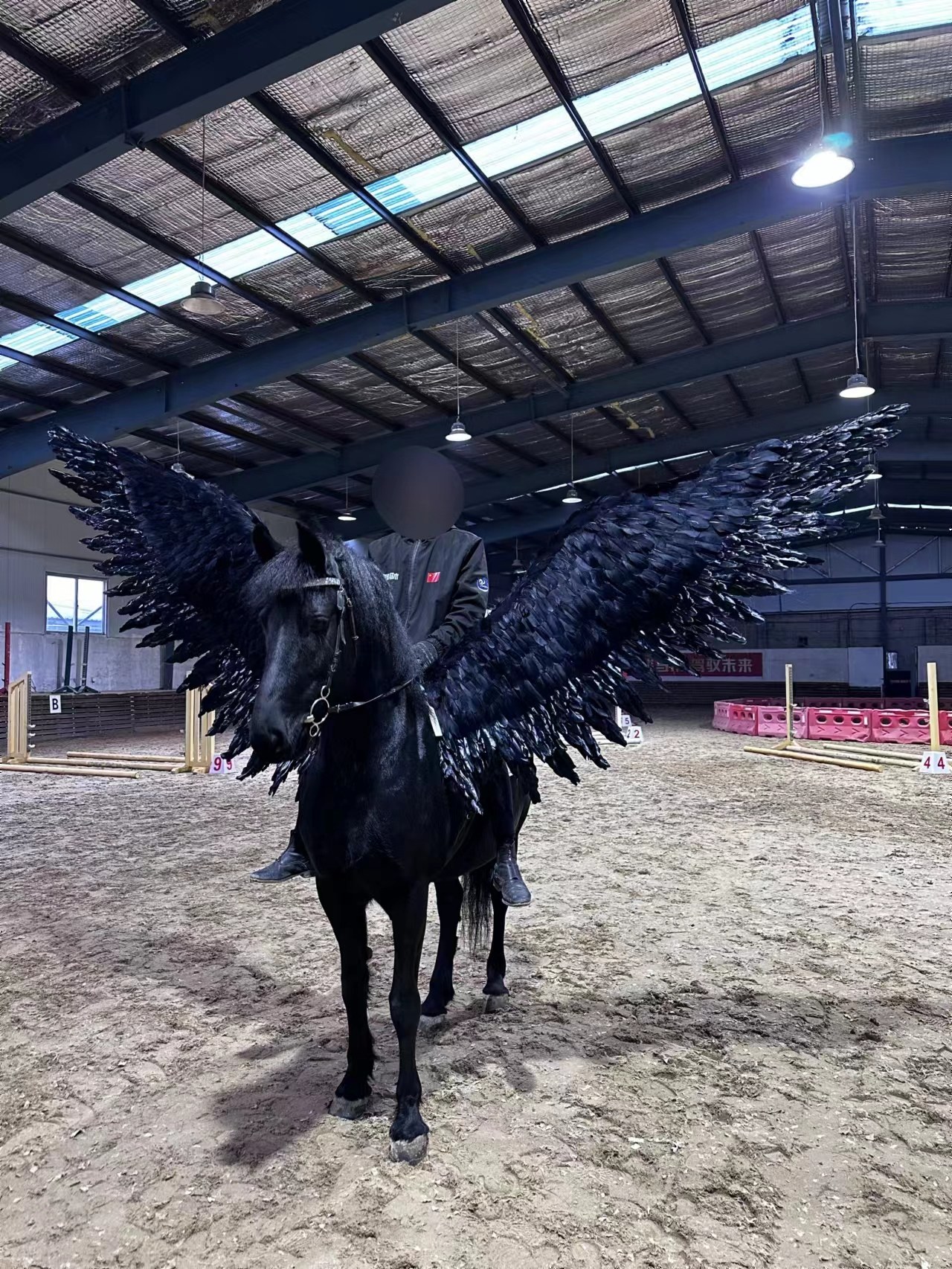 马术表演翅膀黑色白色马背翅膀天马马鞍翅膀哈尔滨网红飞马翅膀