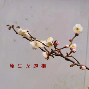 原生龙游梅 枝如游龙盆栽地栽梅花树苗 龙游大苗冬季庭院耐寒花卉