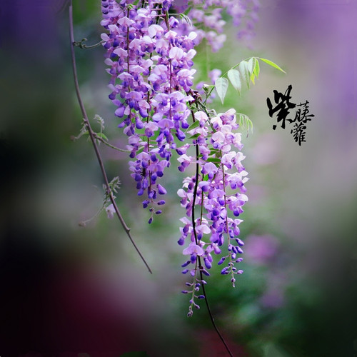 紫藤花苗紫藤萝树苗盆栽 丰花嫁接紫藤树苗熊野 庭院阳台攀爬花卉