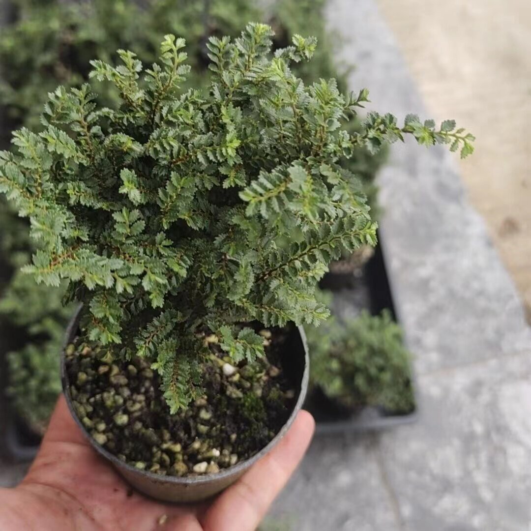 芝麻榆微型榆树室内桌面植物盆栽好养小绿植阳台喜阳进口稀有盆景