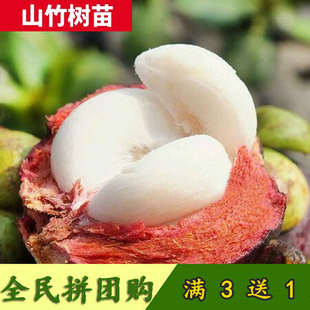 山竹树苗无核红肉山竹苗改良果树苗盆栽地栽南北方种植果树苗易活
