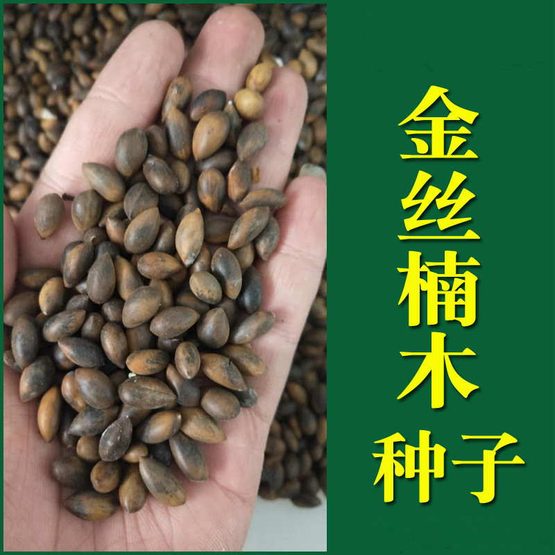 新采金丝楠木树种子 四川小叶楠 细叶金丝楠 桢楠 紫檀楠木树种子