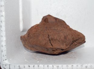 石楠根球 石楠木料 石楠木块 带皮石楠根球 石楠根瘤 石楠烟斗料