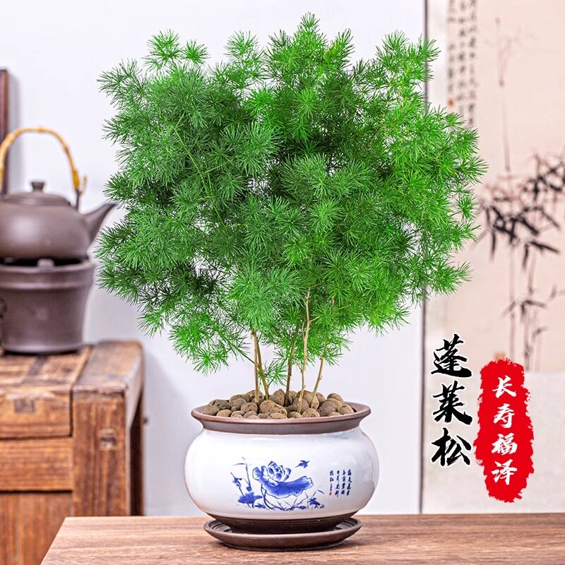 蓬莱松盆栽生肖猴植物室内招财小盆景四季常青好养净化空气花卉