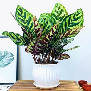 孔雀竹芋盆栽花卉室内客厅办公室懒人好养植物净化空气吸甲醛耐阴