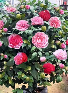 香妃山茶花盆栽 带花苞 五色赤丹花卉 室内好养 茶花树苗四季开花