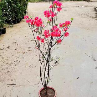 映山红树苗杜鹃花树苗老桩南方北方种植抗寒抗冻映山红苗