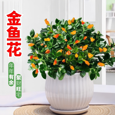 金鱼吊兰盆栽四季观花植物金鱼花室内客厅观花植物豆瓣绿四季常青