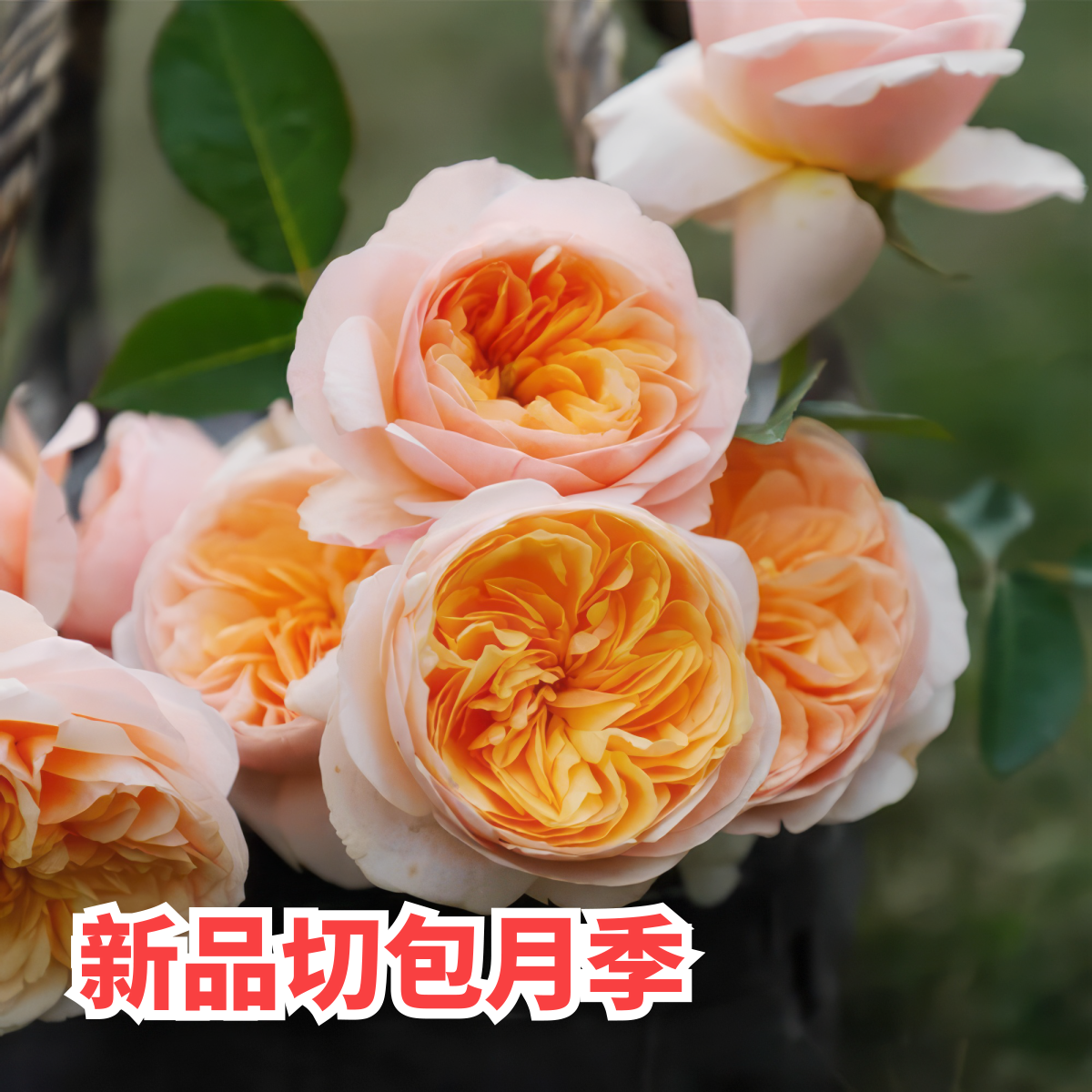 新品切包月季欧月朱丽叶切月季花浓香大花月季阳台盆栽夏季好养护