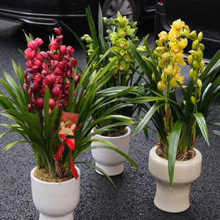 精品大花蕙兰盆栽年宵花鲜花室内办公室阳台带香味花期长大花惠兰