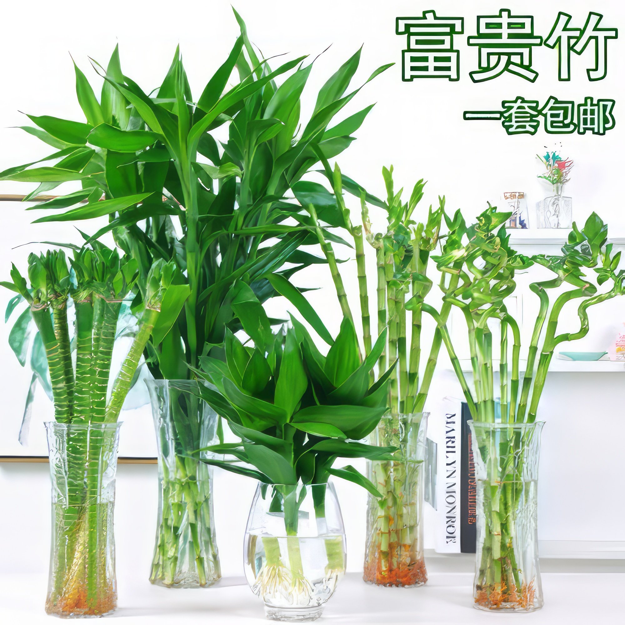 大叶富贵竹子观音竹水培植物花卉客厅室内大型绿植盆栽
