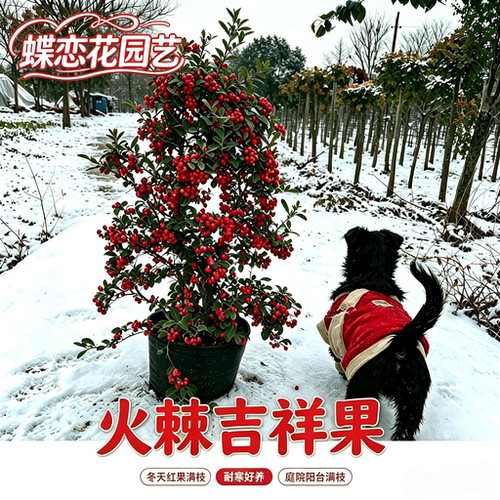 火棘盆裁盆景树桩吉祥果