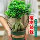 人参榕小叶榕四季 常青耐寒榕树造型树桩盆景苗室内禅意盆栽绿植