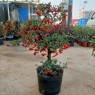 火棘盆裁盆景树桩吉祥果满堂红观果耐寒耐旱南北方好养室内外盆栽