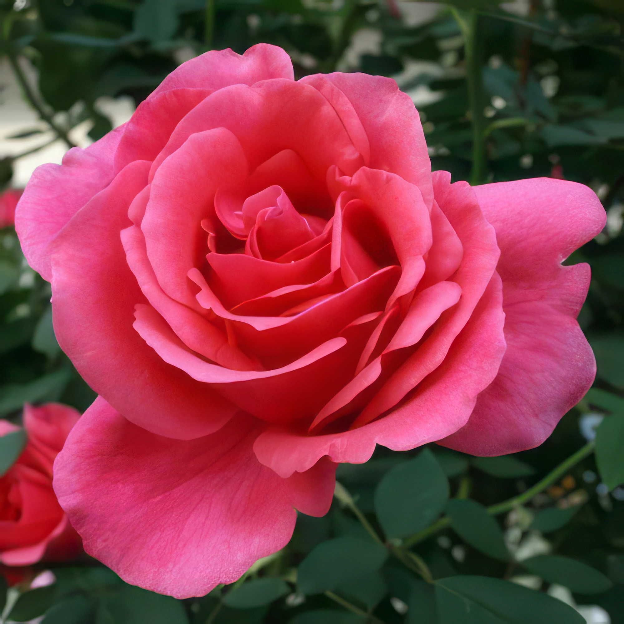 浓香型大花月季绯扇粉扇庭院盆栽地载灌木多季节重复开花室内阳台