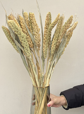 天然小米穗永生干花束家居摆件