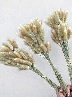 天然兔尾草干花束手工DIY摆件