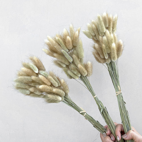 天然兔尾草干花束手工DIY摆件