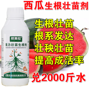 西瓜专用生根剂根多根粗壮苗狂长增产西瓜爆发式生根抗虫抗病丰产