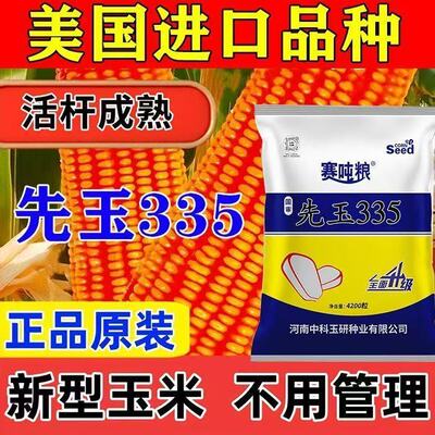 正品红心国审先玉335玉米种子紫抗版抗倒抗病进口高产玉米种子