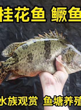 批发桂花鱼苗鳜鱼苗养殖鱼翘嘴鳜斑纹桂红纹淡水观赏凶猛冷水猛鱼