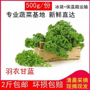 现摘 羽衣甘蓝蔬菜新鲜Kale食用羽翼紫甘蓝绿叶芥蓝健身沙拉蔬菜