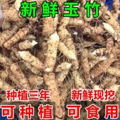 广东新鲜玉竹农家现挖玉竹片干条搭配麦冬沙参泡茶尾参煲汤可种植