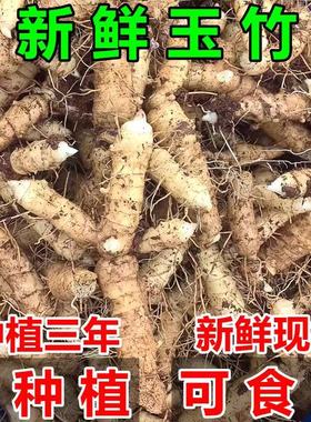广东新鲜玉竹农家现挖玉竹片干条搭配麦冬沙参泡茶尾参煲汤可种植