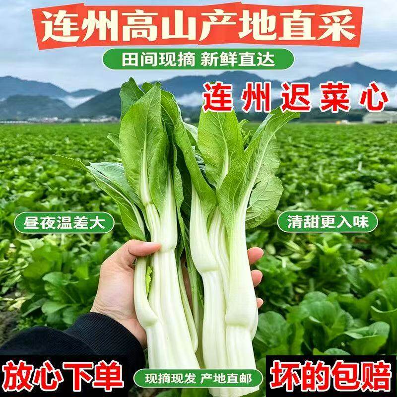 广东连州菜心新鲜现摘现发迟菜心农家自种当季时令蔬菜清甜爽包邮