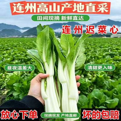 广东连州菜心新鲜现摘现发迟菜心农家自种当季时令蔬菜清甜爽包邮