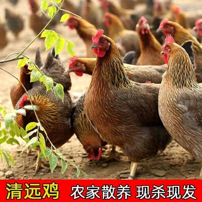 清远鸡项农家散养连州走地鸡新鲜现杀白切鸡椰子鸡滋补土鸡月子鸡