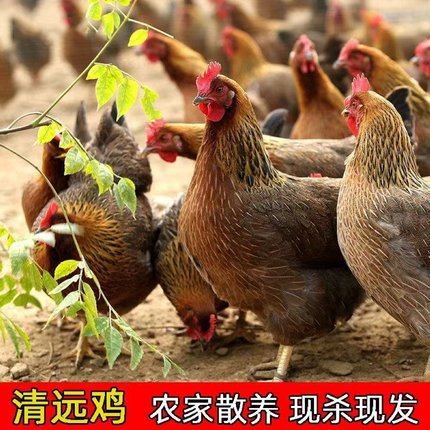 清远鸡项农家散养连州走地鸡新鲜现杀白切鸡椰子鸡滋补土鸡月子鸡