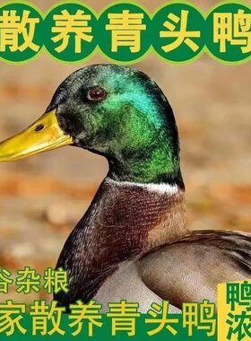 连州正宗农家散养青头鸭土鸭老鸭整只新鲜现杀水鸭麻鸭绿头野鸭子