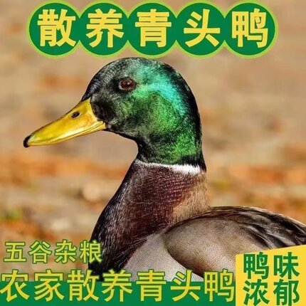 连州正宗农家散养青头鸭土鸭老鸭整只新鲜现杀水鸭麻鸭绿头野鸭子