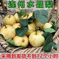 連州水晶梨潭嶺水晶梨脆冠梨農(nóng)家新鮮現(xiàn)摘翠冠梨廣東當(dāng)季時令水果