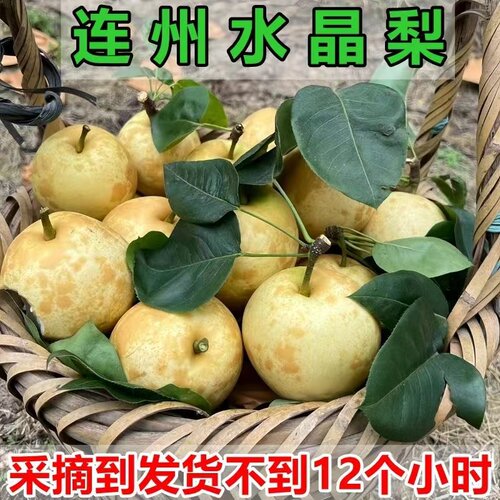 广东连州当季现摘水晶梨时令水果