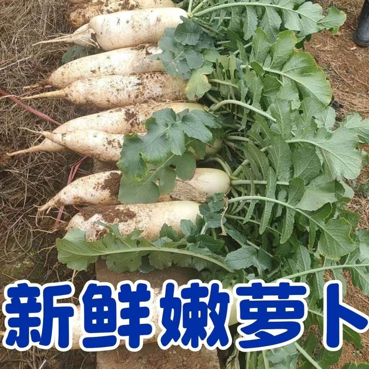 粤北高山现挖现发打霜新鲜白萝卜泡菜用当季蔬菜农家脆甜生吃火锅