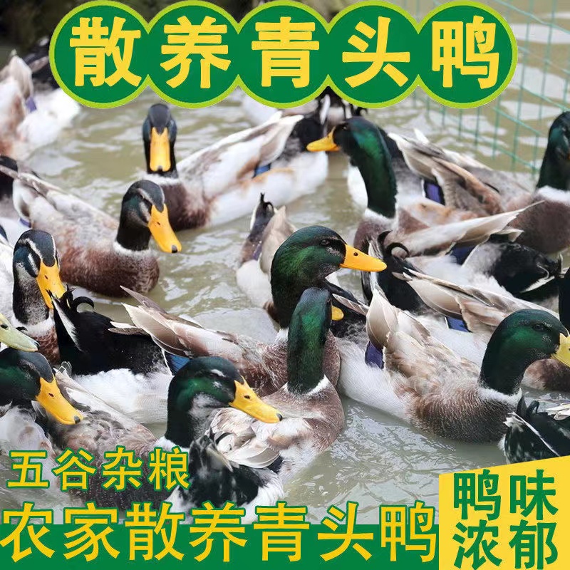 连州正宗农家散养青头鸭土鸭老鸭整只新鲜现杀水鸭麻鸭绿头野鸭子
