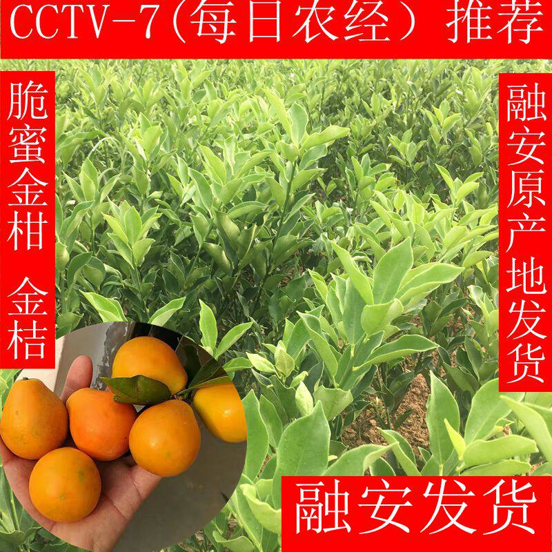 金柑树素材模板 金柑树图片下载 小麦优选 金柑树素材模板 金柑树图片下载 小麦优选